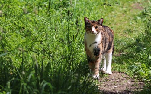 Katze im Gras