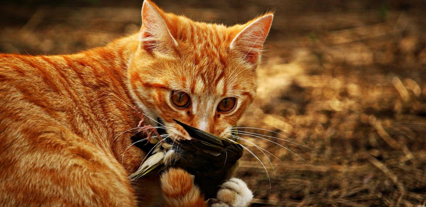 Katze mit totem Vogel