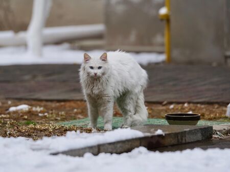 Straßenkatze im Winter
