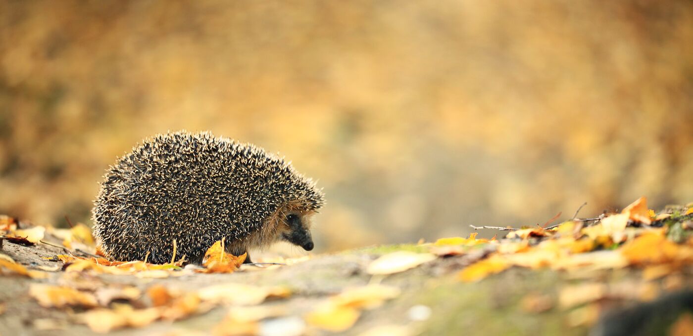 Igel