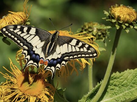 Schwalbenschwanz Schmetterling