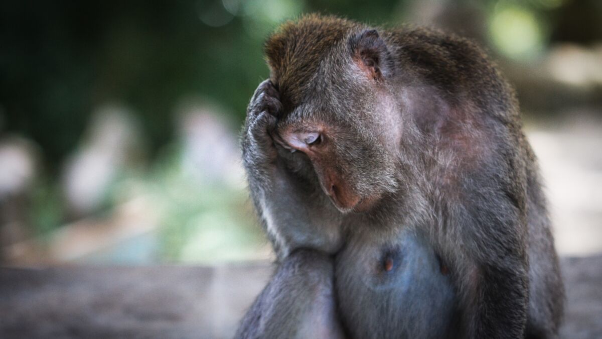 Affen werden für die Forschung missbraucht